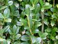 Japanese holly 